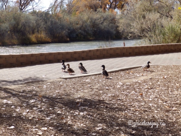 5 ducks near a river